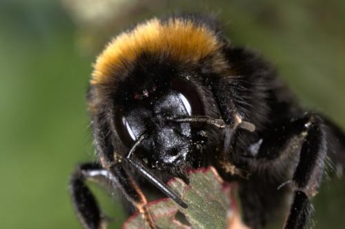 Bombus vestalis